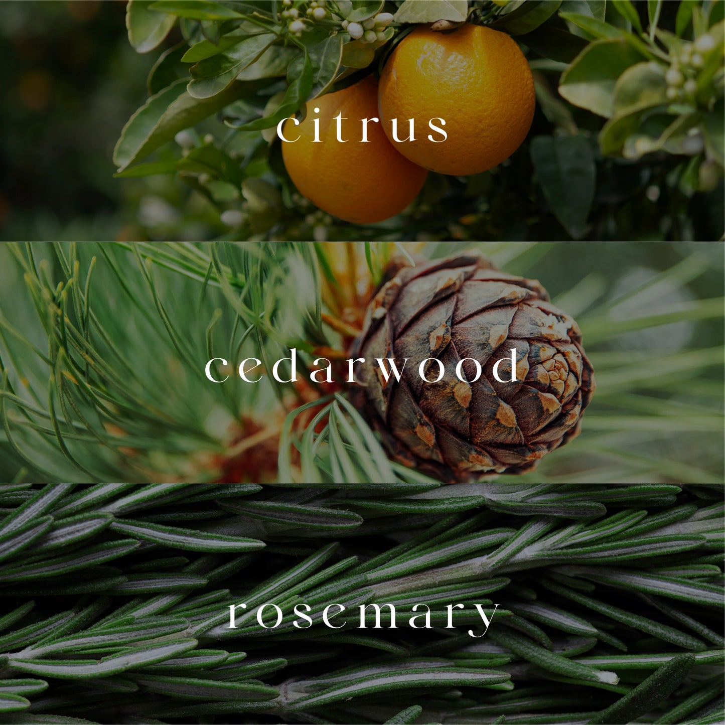 Citrana | Car Fragrance Diffuser | Signature Collection