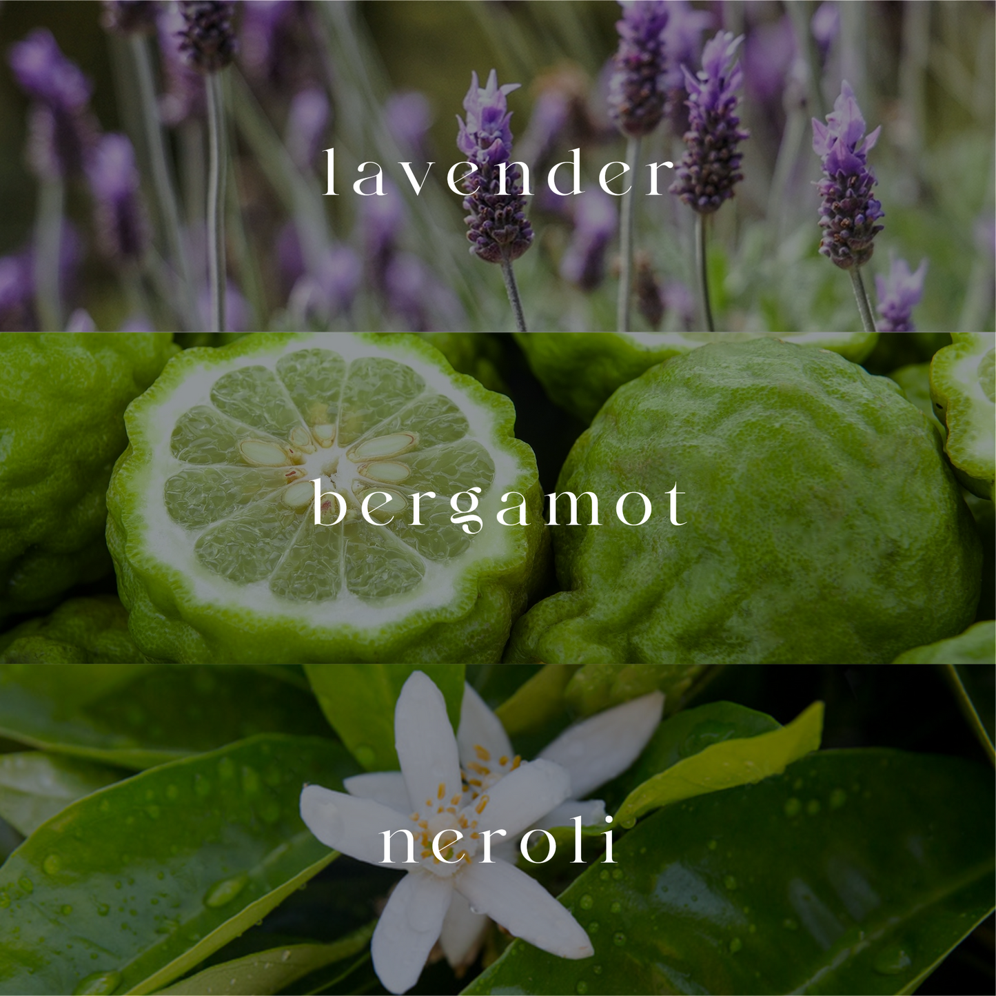 Provence | Essential Oil Blend | 15ml